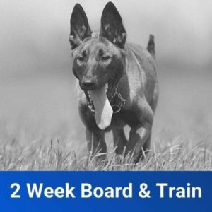 2 Week Board and Train