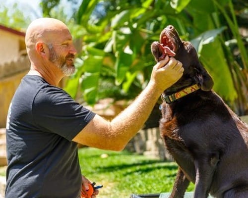Madison Dog Trainers Off Leash K9 Training of Madison